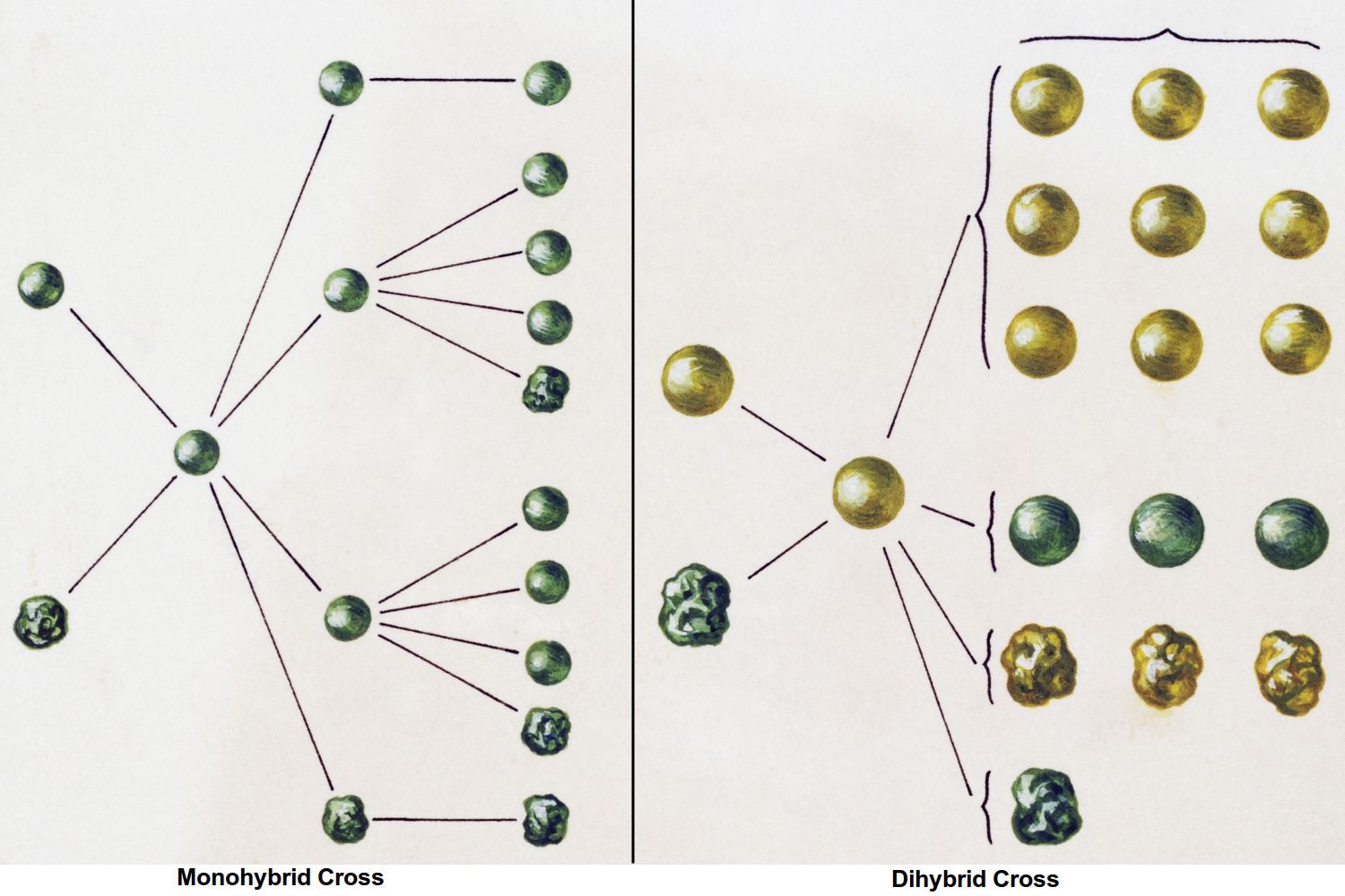 dihybrid-cross-quiz