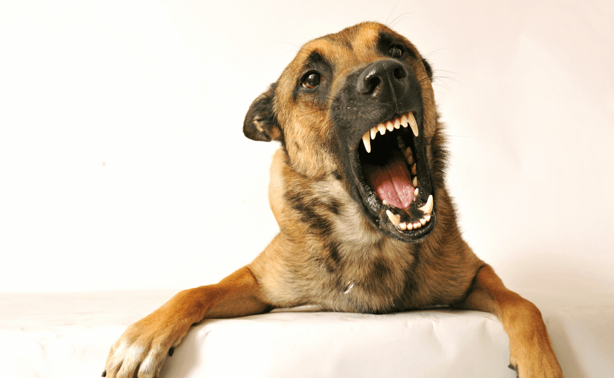 dog-language-quiz