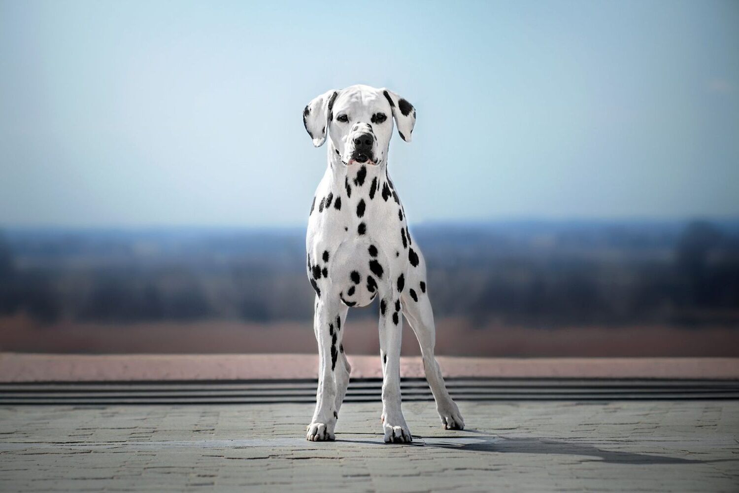 dog-quiz