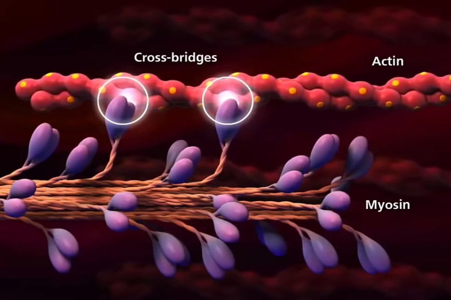 muscle-contraction-quiz
