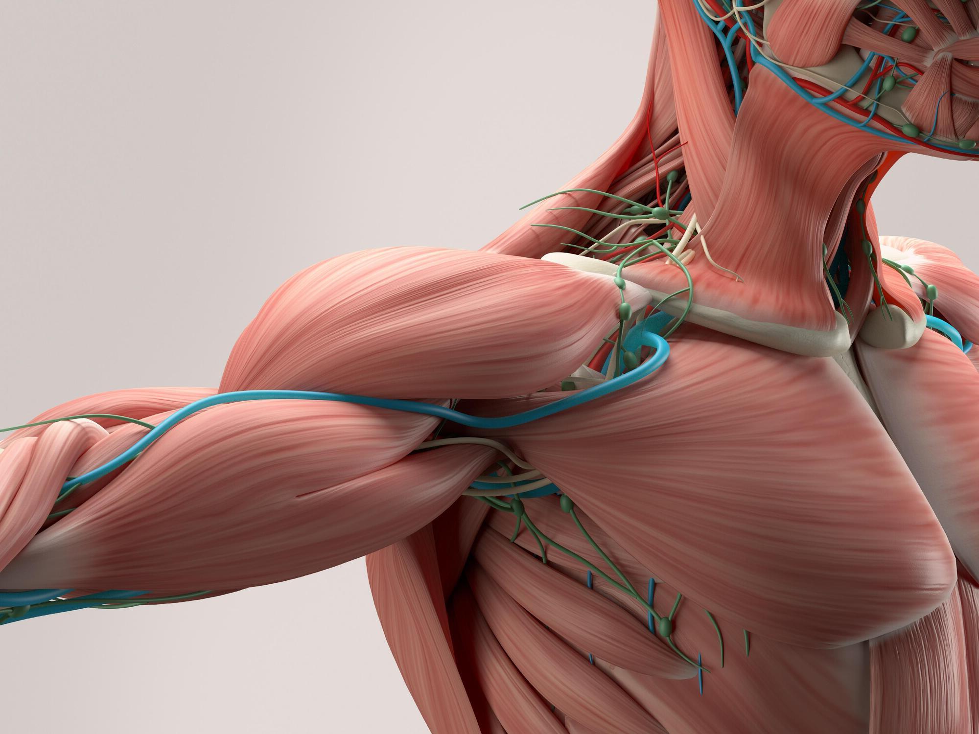 muscles-quiz