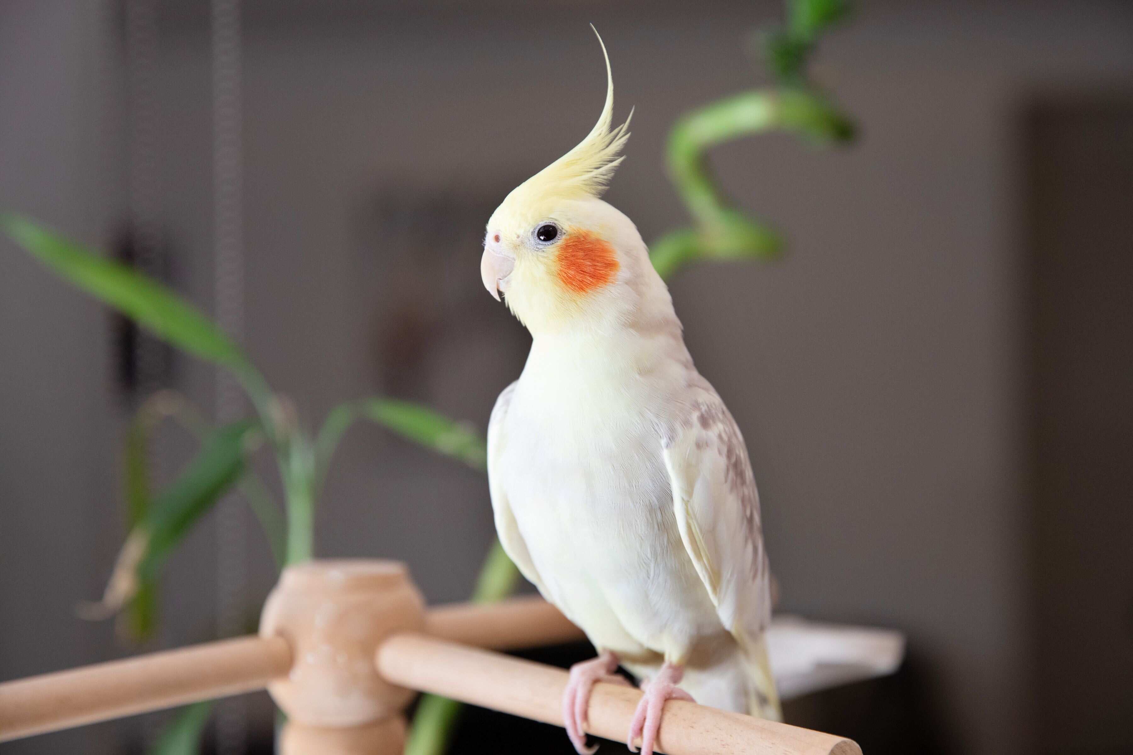 pet-birds-quiz