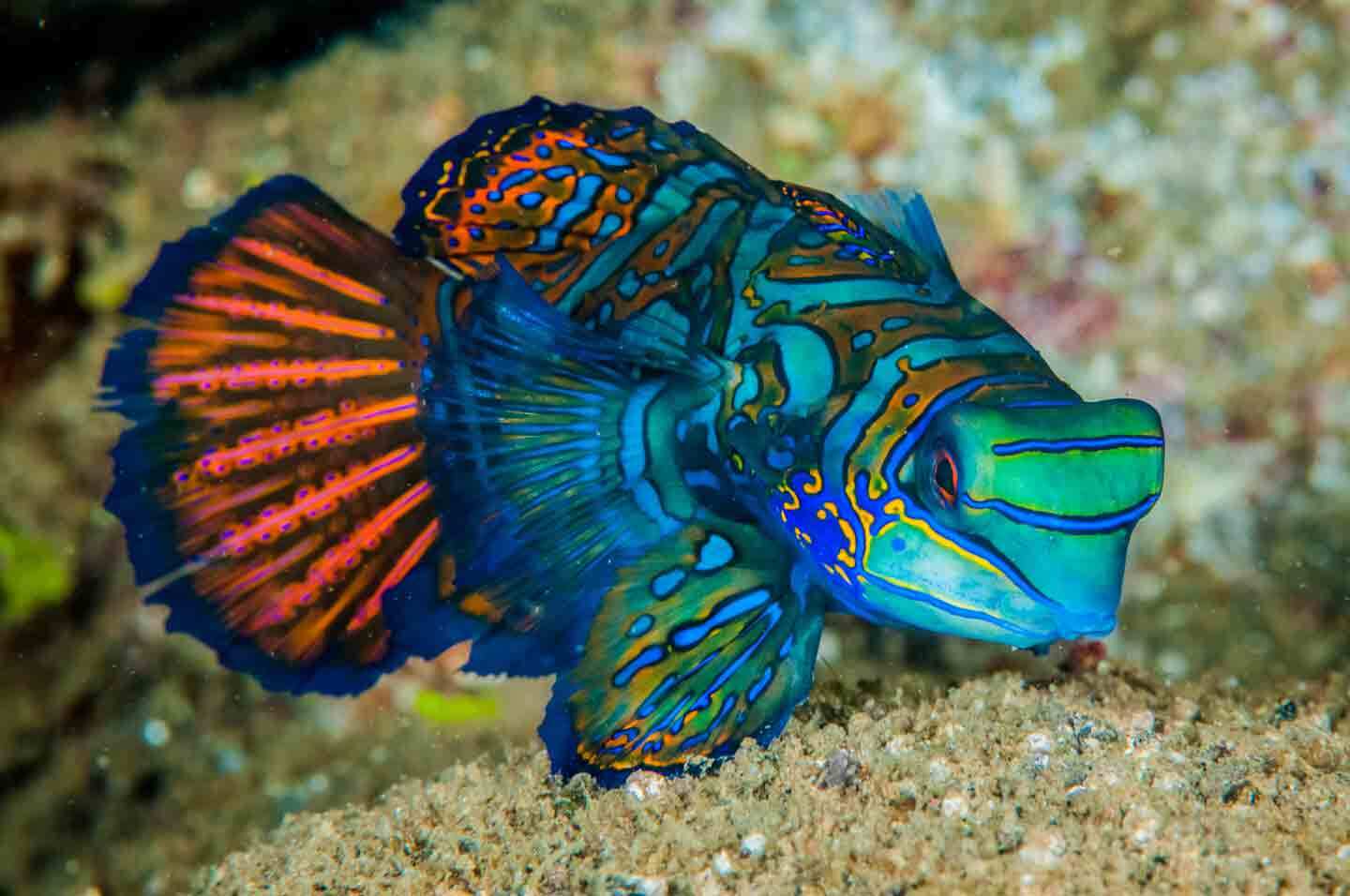 saltwater-fish-quiz
