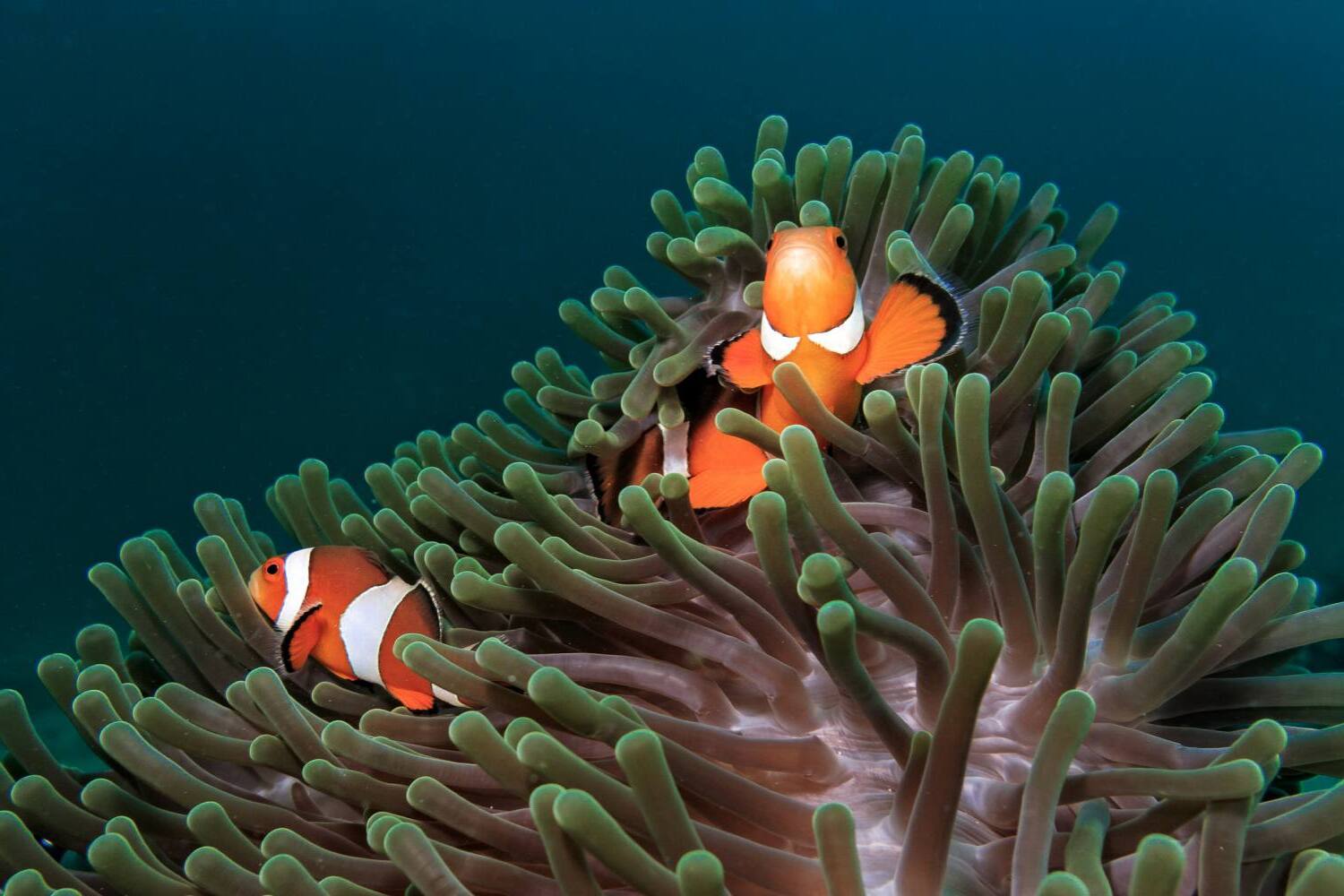 symbiosis-quiz