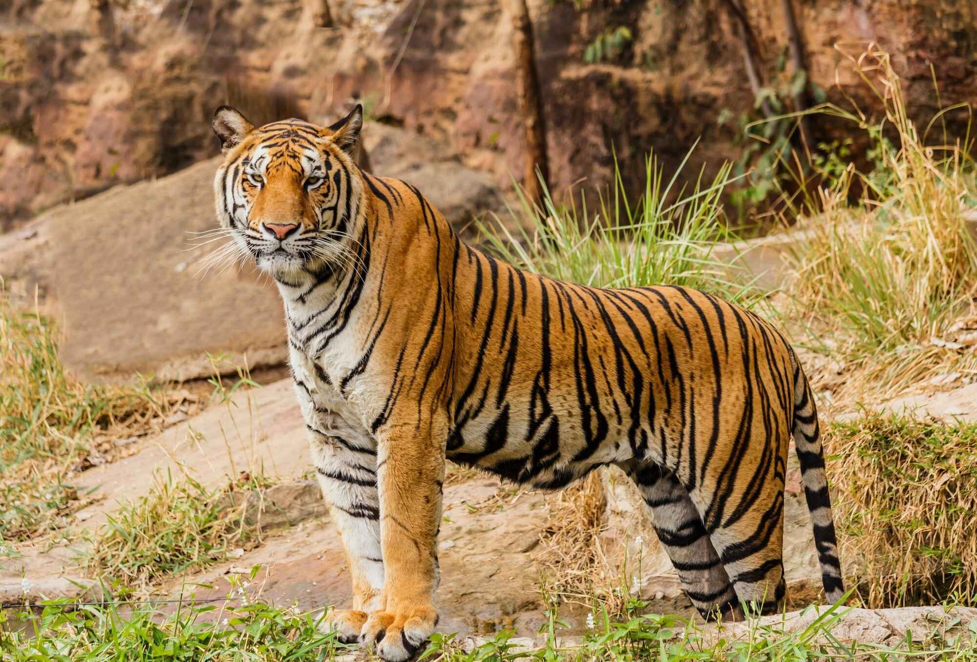 tiger-quiz