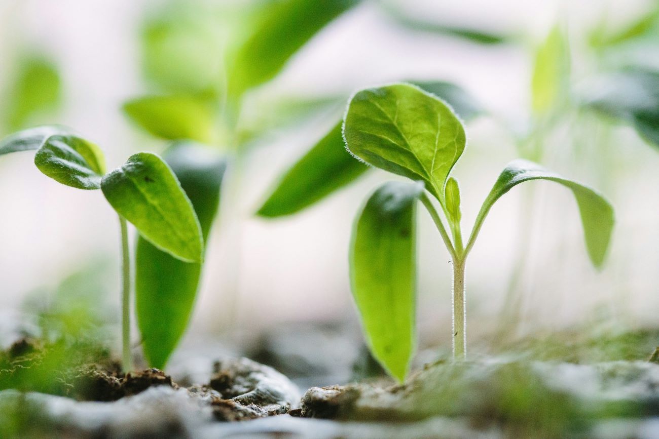 plant-biology-quiz